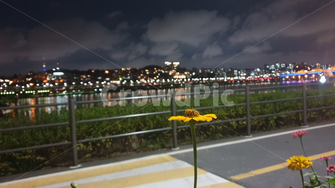 야경,코스모스,꽃,밤,한강,경치