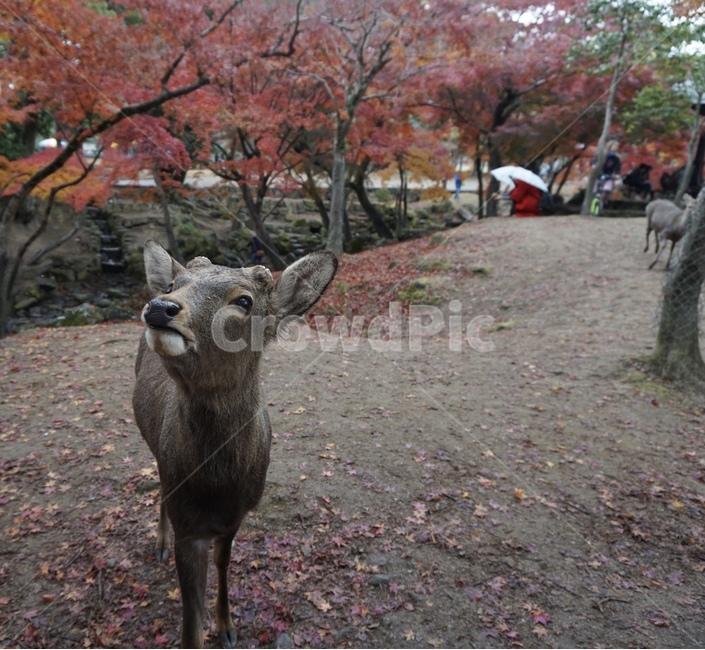 deer,Nara Park Autumn Leaves,Nara Park,Nara Park Deer,Maple