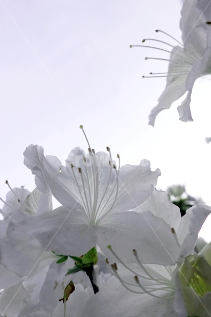 철쭉,꽃,봄꽃,접사,5월,흰철쭉,흰꽃,하얀꽃