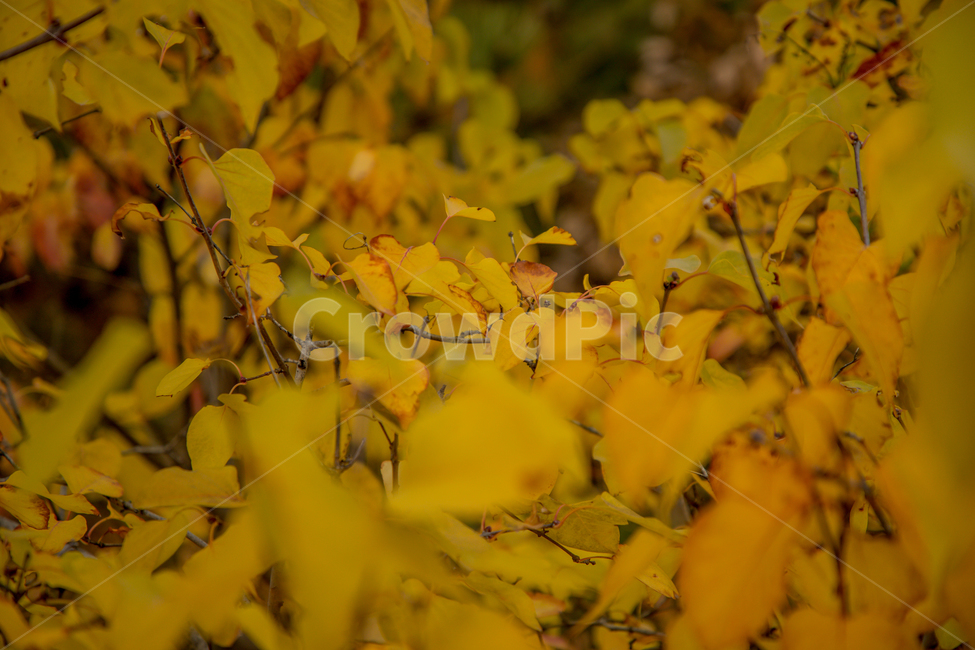 가을,나무,단풍,노랑,물든,가을,계절,fall,autumn,season,plant,식물,leaf,잎