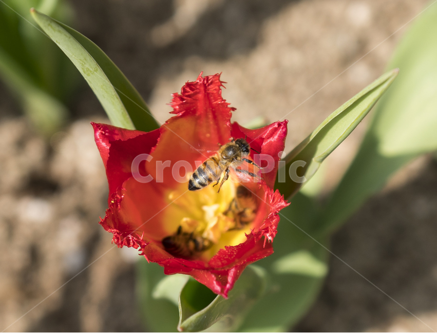 꽃,flower,튤립,꽃밭,꽃사진,tulip,flowers,자연,식물,natural,plant,봄,봄느낌,튤립꽃,튤립사진,꽃봉오리,풍경,풍경사진,꽃잎,꿀벌,벌,bee,식물,자연,plants,nature,꽃,flower,동물,animal,곤충,벌레,insect,bug