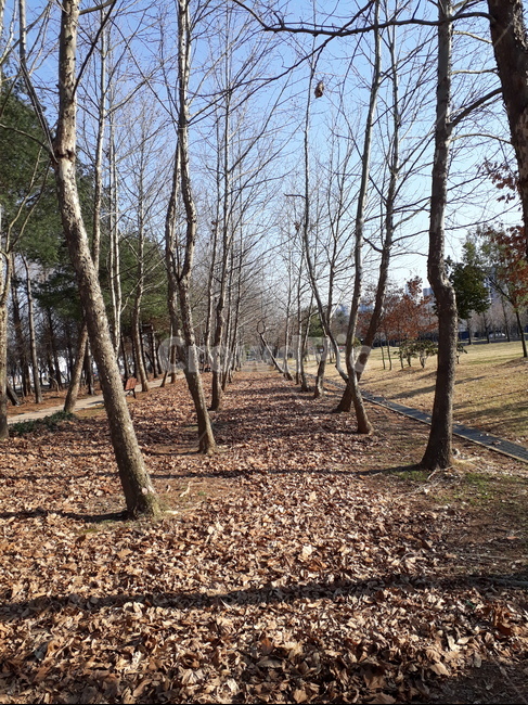 plant,식물,tree,나무,treetrunk,나무줄기,배경,겨울,낙옆,전경