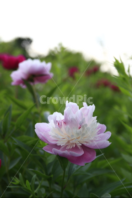 작약,작,약,꽃,봄꽃,식물,자연,plants,nature,꽃,flower