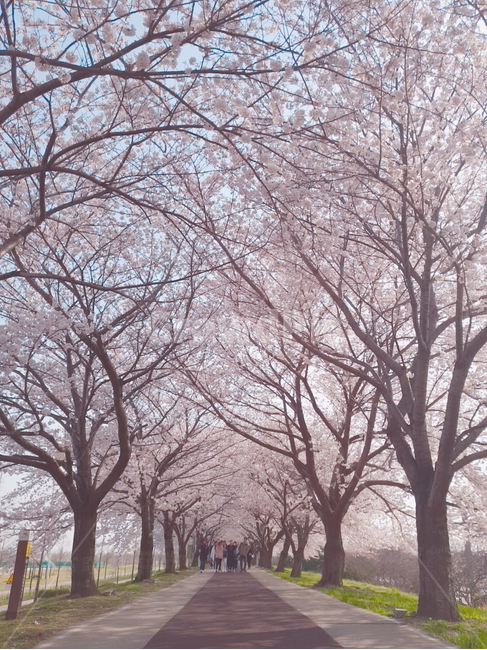 봄,벚꽃,꽃,낭만,감성,평화,봄,계절,spring,season,자연,풍경,nature,landscape,plant,식물