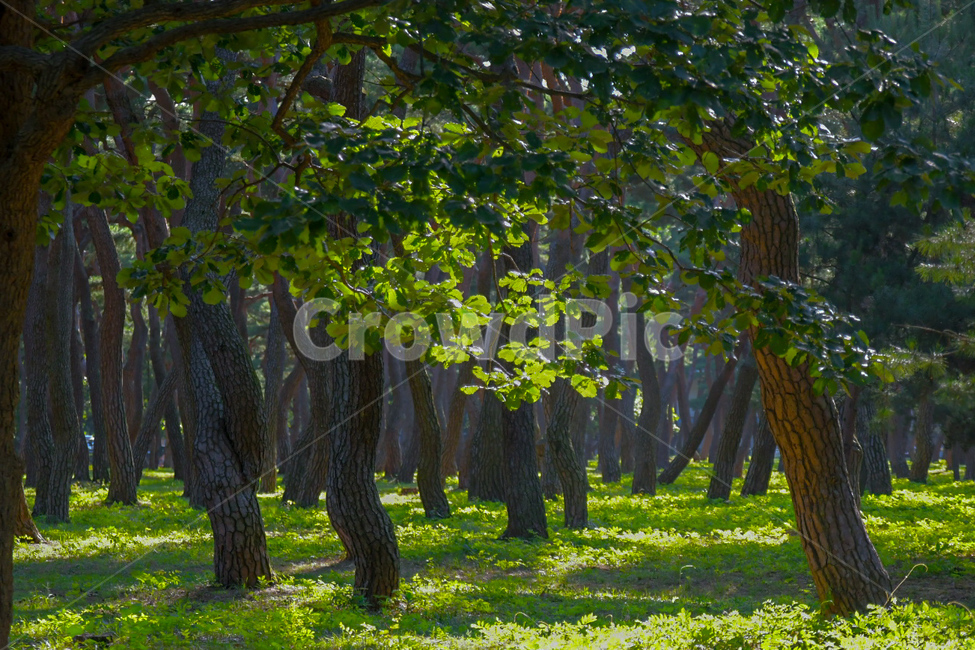 나무,잎,풀,숲,공원,산책,자연,식물,힐링,tree,plant,leaf,wood,nature,green,park,자연,풍경,nature,landscape,tree trunk,나무 줄기