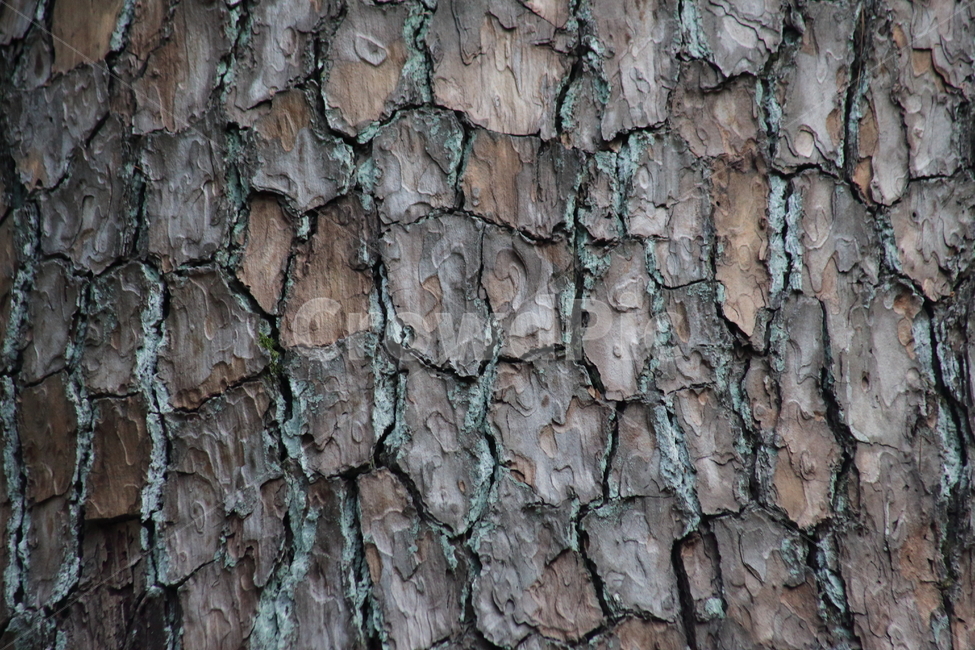 껍질,나무,소나무,bark,pine,나무껍질,수피,식물,자연,plants,nature