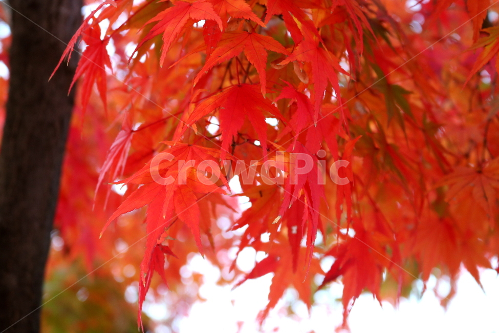 단풍,단풍나무,나무,식물,가을,자연,가을,계절,fall,autumn,season,식물,자연,plants,nature,나무,trees,wood,plant,leaf,잎,tree,maple
