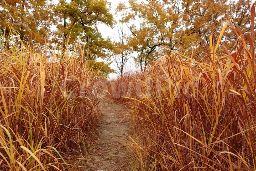 가을,낙엽,단풍,갈대,억새,가을,계절,fall,autumn,season,자연,풍경,nature,landscape,path,통로,ground,바닥