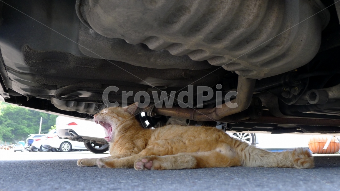 길고양이,하품,하품하는고양이,고양이,노란고양이,차밑에,동물,animal,포유류,mammal,고양이,cat,kitten,kitty