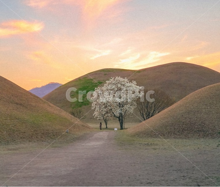 나무,하늘,산,tree,sky,mountain,노을,해질녘,sunset,자연,풍경,nature,landscape,한국자연풍경,한국자연경관,korea nature landscape,랜드마크,landmark,tourist attraction,한국랜드마크,한국관광지,한국명소,korea landmark,korea tourist attraction,식물,plants,나무,trees,wood,grassland,목초지,outdoors,옥외,field,들,mound,투수판