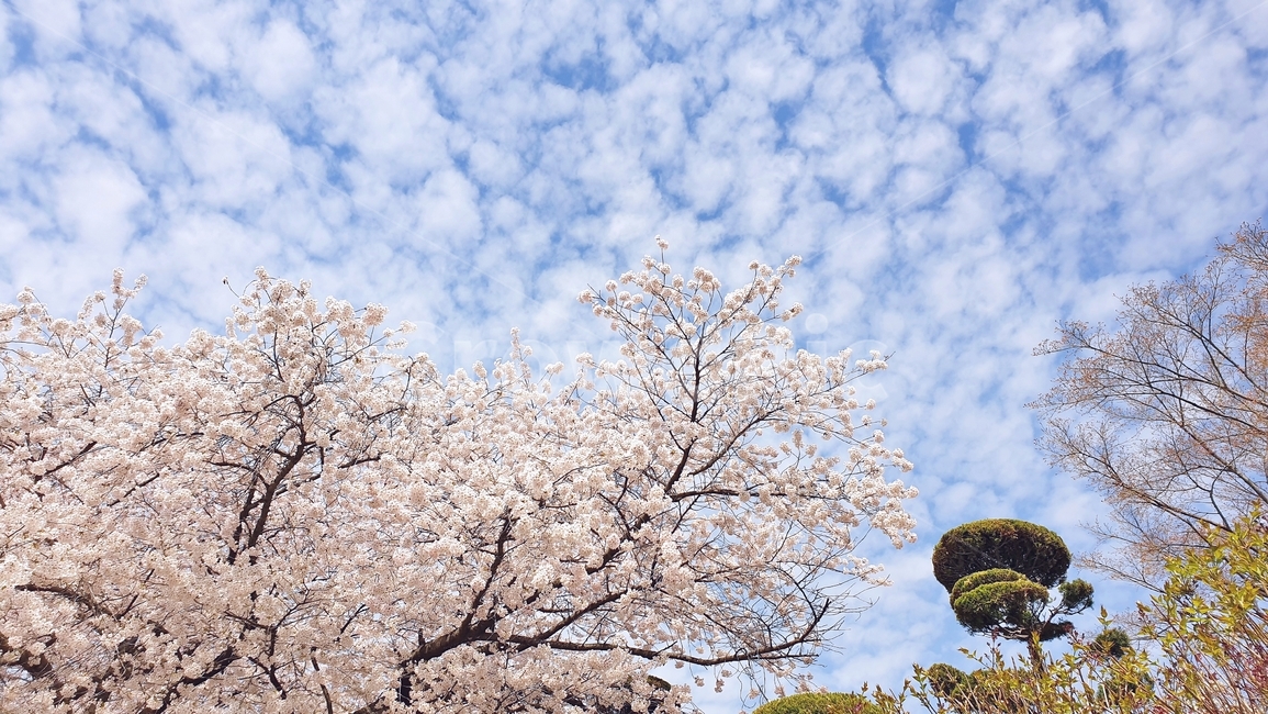 벚꽃,벚꽃놀이,꽃,나무,벚꽃나무,개나리,봄,봄철작물,tree,plant,flower,푸른하늘,구름,하늘,sky,blue,spring,봄,계절,spring,season,자연,풍경,nature,landscape,식물,blossom