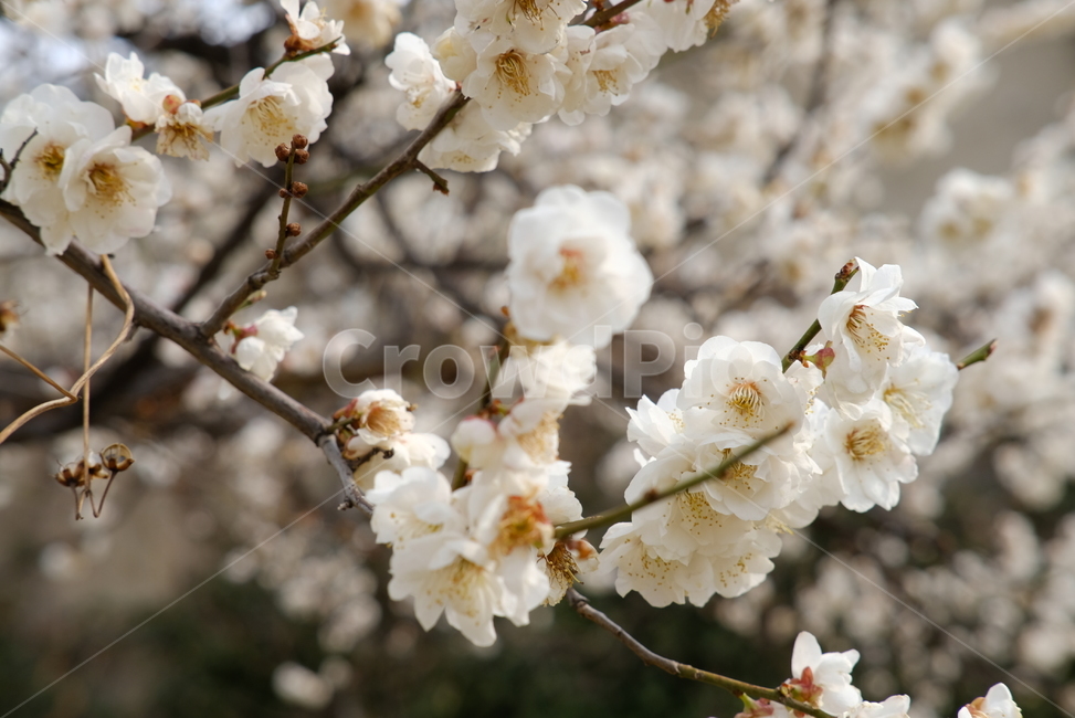 봄,봄꽃,꽃,매화,벚꽃,나들이,배경,배경화면,flower,flowers,spring,봄,계절,spring,season,plant,식물,blossom