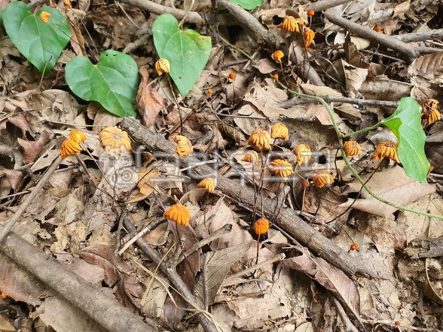Purple sari,edible mushrooms,Mushrooms,Deciduous mushroom genus,baby fallen leaves,Among the mushrooms,mushroom
