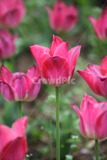 튤립,구근식물,백합과,봄,tulip