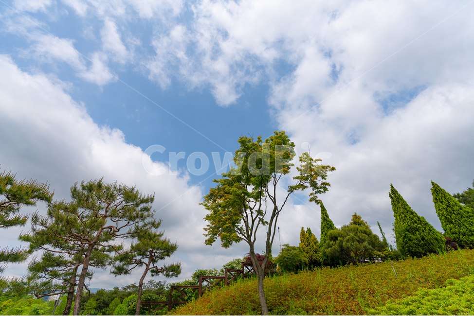 나무,평온,하늘,구름,식물,자연,풍경,nature,landscape,한국자연풍경,한국자연경관,korea nature landscape,outdoors,옥외,grassland,목초지,field,들,plant,tree