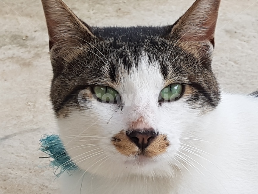 고양이,cat,동물,pet,animal,포유류,동물,animal,포유류,mammal,고양이,cat,kitten,kitty