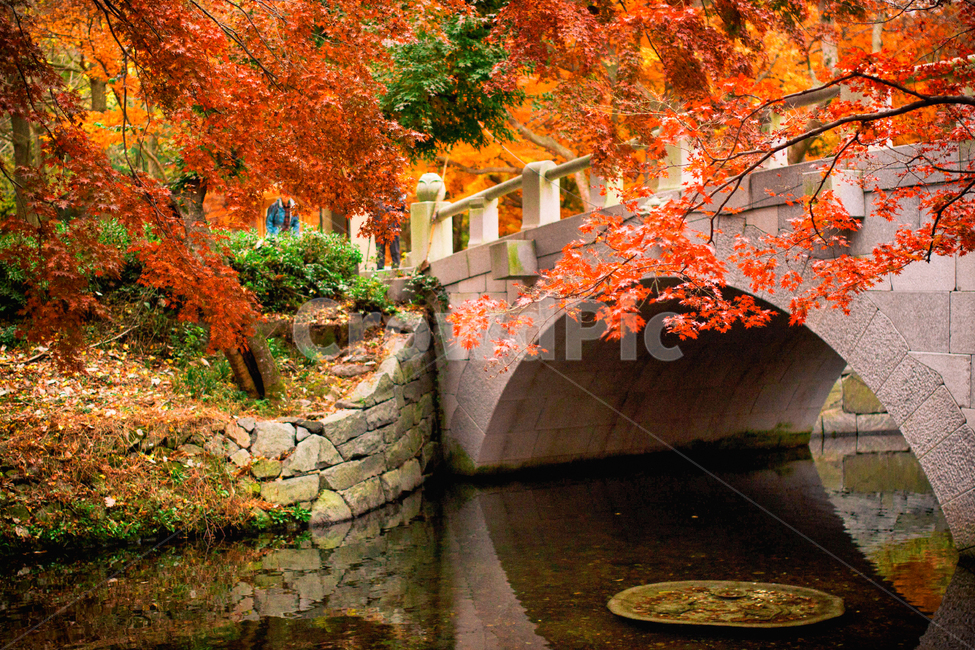 가을,나무,단풍,계절,자연,풍경,단풍나무,낙옆,단풍잎,fall,autumn,seasons,maple,nature,landscape,tree,다리,건축물,bridge,building,structure,가을,계절,fall,autumn,season,자연,풍경,nature,landscape,한국자연풍경,한국자연경관,korea nature landscape,한국전통,한국문화,korean traditional,korean culture,plant,식물