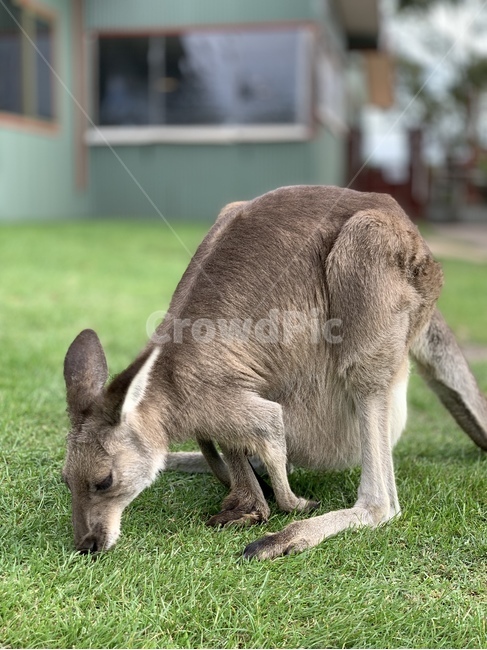 캥거루,잔디,동물,왈라비,포유류,동물,animal,포유류,mammal