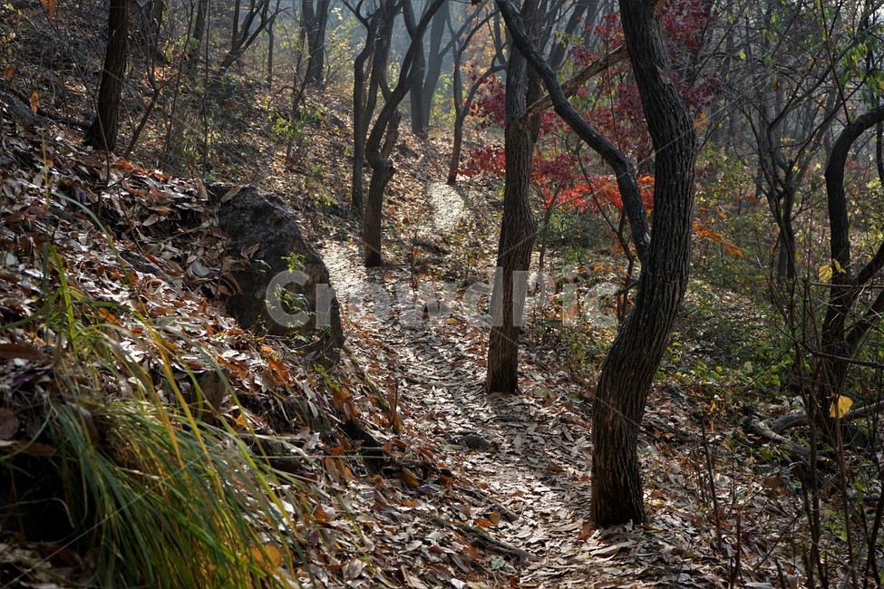자연,나무,숲,초겨울,낙엽,산행,힐링,식물,자연,plants,nature,나무,trees,wood