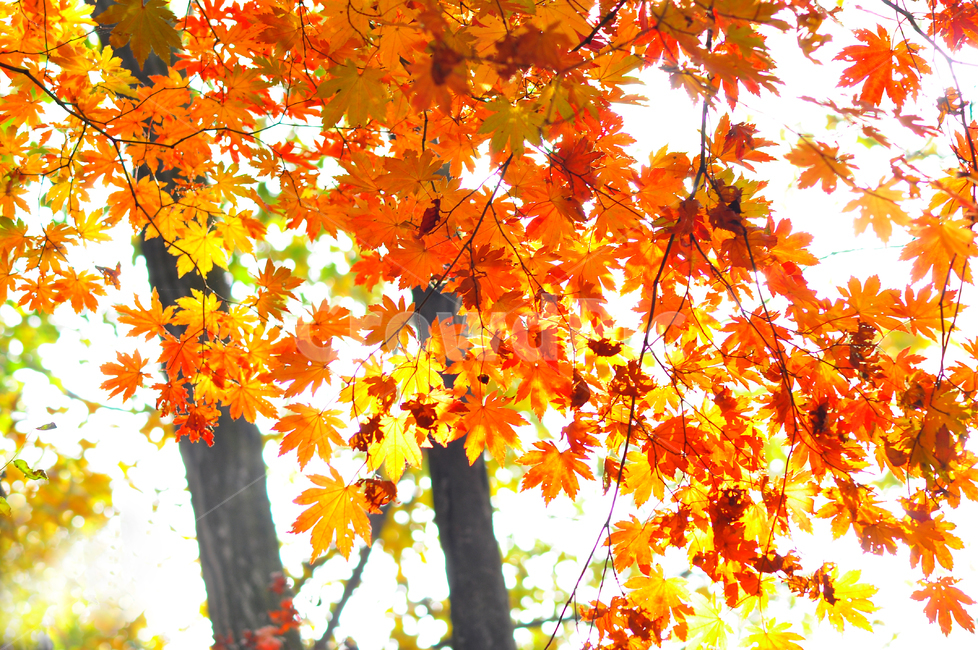 가을,단풍,가을배경,가을서정,칼라풀,fall,autumn,background,landscape,가을분위기,백그라운드,배경,바탕,10월,11월,colorful,season,찬란한,화려한,색색의,가을감성,maple,메이플,단풍나무,단풍잎,물들다,시즌,계절,가을,계절,fall,autumn,season,leaf,잎,plant,식물,tree,나무