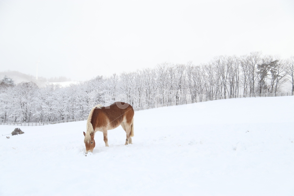 눈,겨울,자연,말,winter,snow,목장,강원도,나무,들판,쓸쓸,황량,고요,산,겨울,계절,winter,season,동물,animal,포유류,mammal