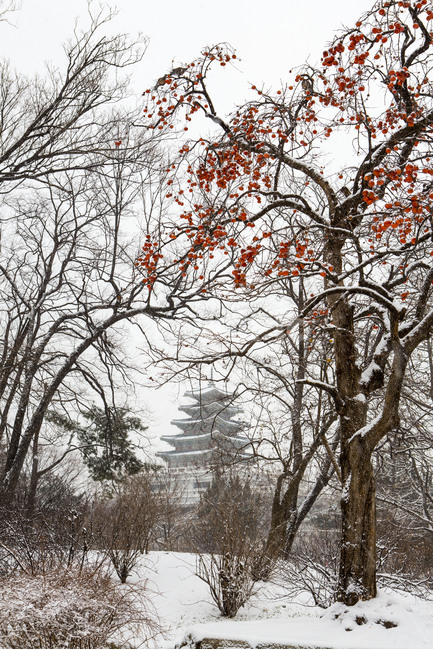 설경,경복궁,풍경,관광지,공원,민속박물관,겨울,계절,winter,season,한국전통,한국문화,korean traditional,korean culture,랜드마크,landmark,tourist attraction,한국랜드마크,한국관광지,한국명소,korea landmark,korea tourist attraction,식물,자연,plants,nature,나무,trees,wood