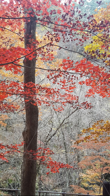 가을,단풍,노랑단풍,나무,개울,덕유산,계곡,가을,계절,fall,autumn,season,자연,풍경,nature,landscape,plant,식물,leaf,잎,tree,maple