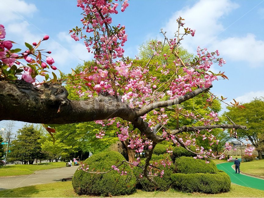 human,person,사람,식물,왕벗꽃,나무,봄,식물,자연,plants,nature,꽃,flower