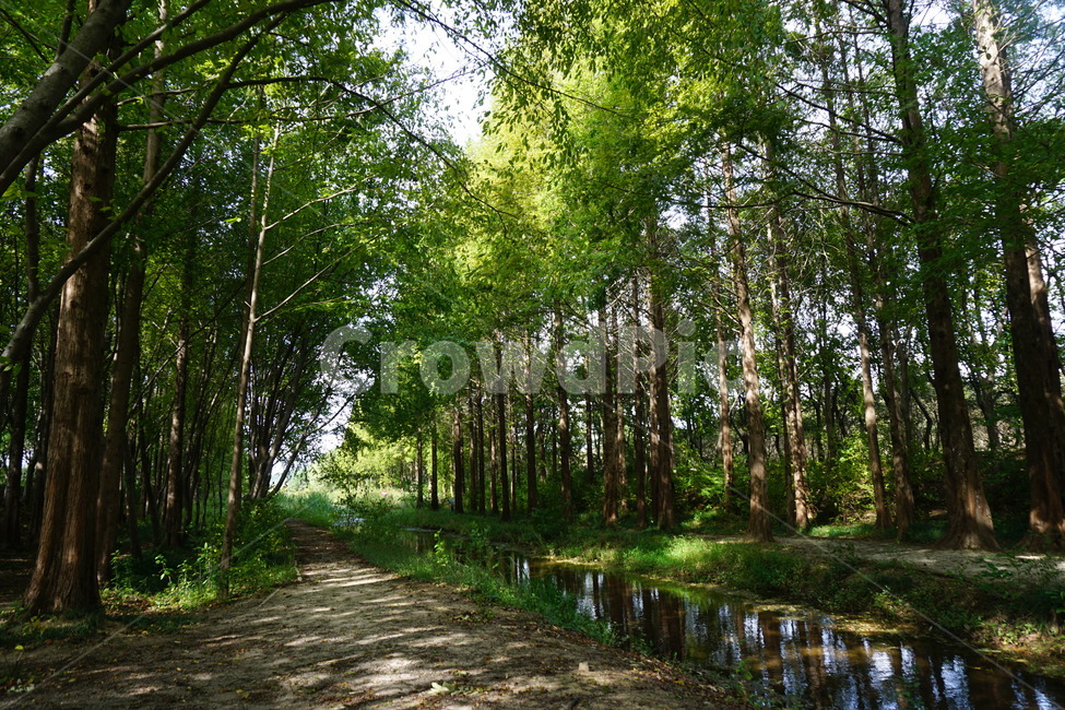 자연,푸른,나무,시원,상쾌,자연,풍경,nature,landscape,휴식,힐링,rest,relaxation,healing,tree,plant,식물