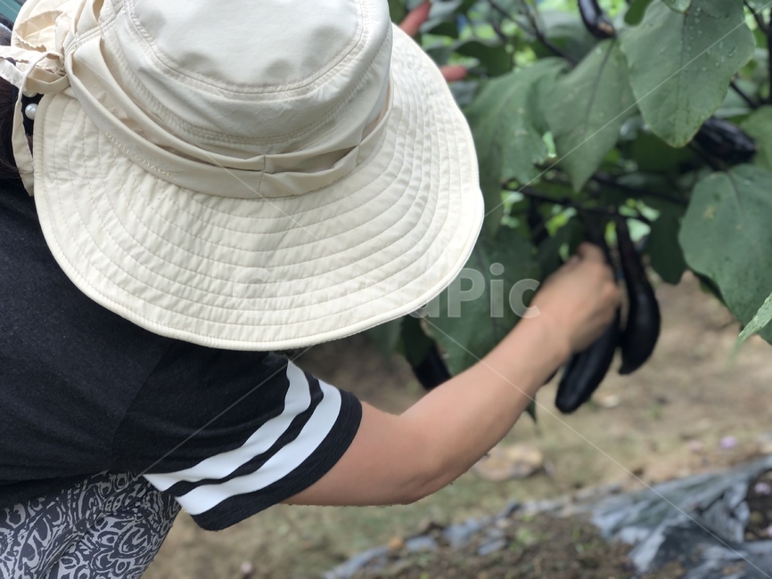 전원,농사,여름,가지,고추,수확,자연,환경,농부,텃밭