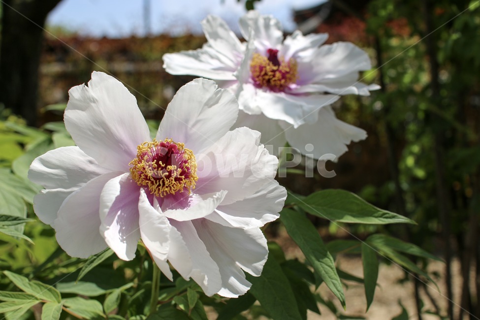 봄꽃,꽃,부귀,모란꽃,목단화,모란,식물,자연,plants,nature,꽃,flower