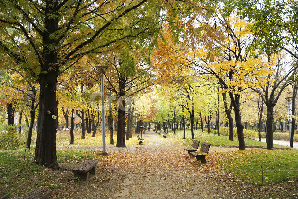 가을,풍경사진,은행나무,단풍나무,공원,숲,벤치,의자,나무,잔디,Autumn,fall,Landscape,park,maple,ginkgo,tree,forest,bench,colorful,가을,계절,fall,autumn,season,자연,풍경,nature,landscape,plant,식물,tree trunk,나무 줄기,furniture,가구