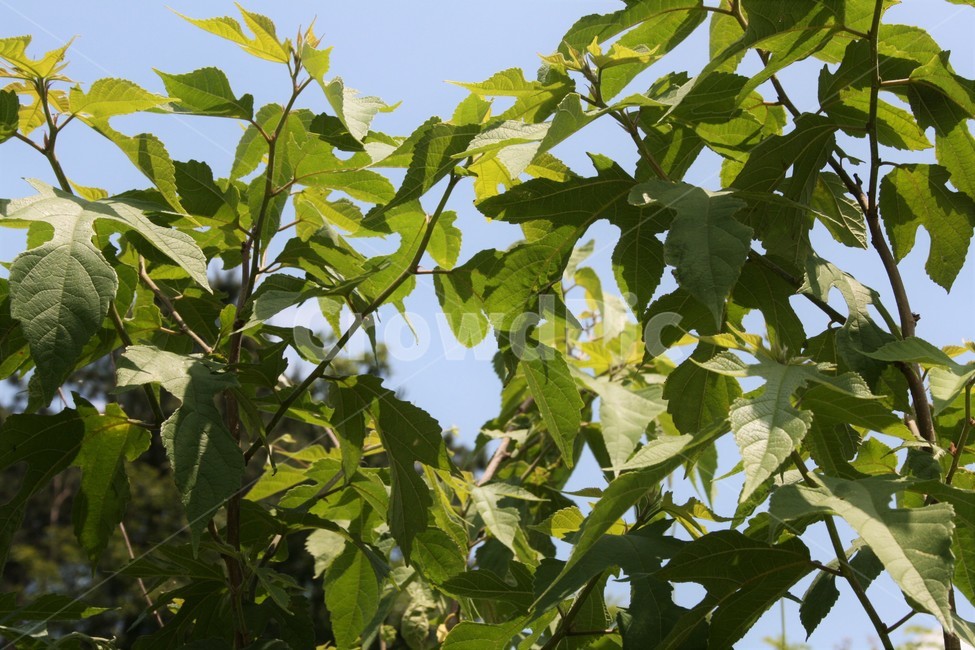 닥나무,저목,저상,뽕나무과,낙엽관목,나무,자연,식물,자연,plants,nature