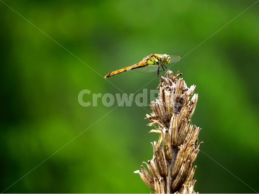 곤충,잠자리,고독,생타사진,자연,동물,animal,곤충,벌레,insect,bug