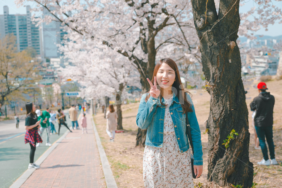 여자,벚꽃,봄,flower,cheeryblossom,blossom,portrait,봄,계절,spring,season,사람,인물,인간,human,person,여성,여자,woman,female,lady,plant,식물