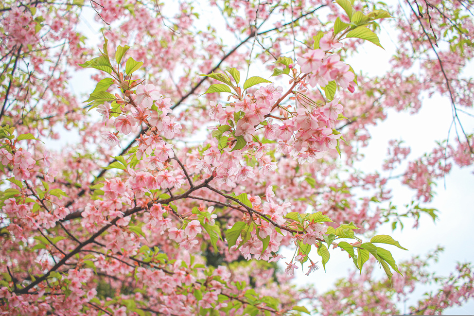 봄,벚꽃,꽃,봄꽃,풍경,분홍빛,핑크,감성,계절,자연,색상,flower,spring,cherryblossom,blossom,식물,plant