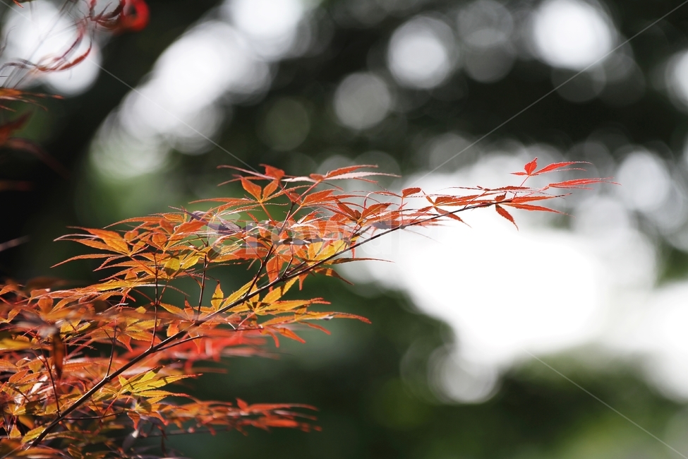 단풍나무잎,단풍,가을,감성사진,식물,자연,가을,계절,fall,autumn,season,식물,자연,plants,nature,leaf,잎,plant,tree,나무,maple