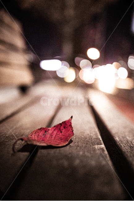가을,낙옆,벤치,보케,asphalt,아스팔트,타맥,나무의자,tarmac,배경화면,가을,계절,fall,autumn,season