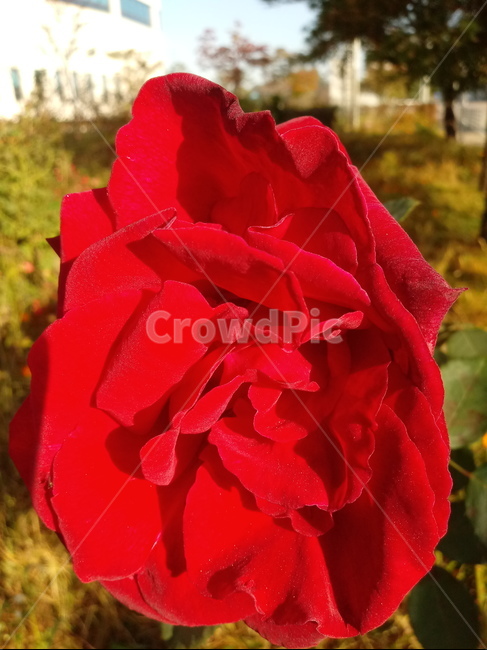 꽃,식물,plant,장미,flower,blossom,식물,자연,plants,nature,꽃,flower