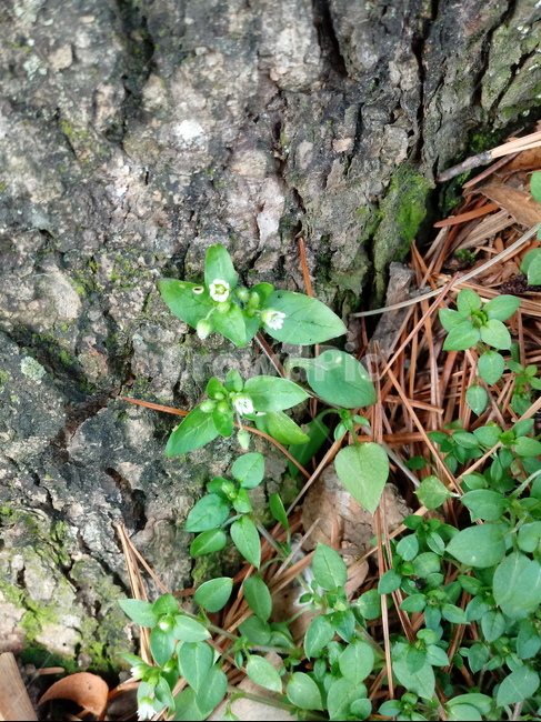 새싹,식물,자연,잎,plant,leaf,식물,자연,plants,nature