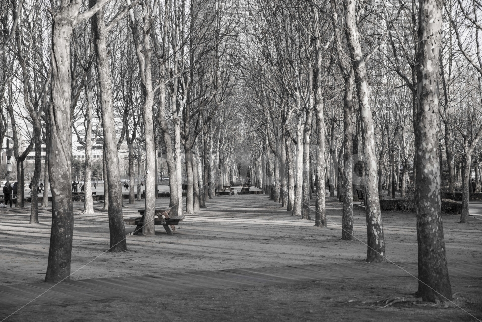 공원,보라매,풍경,나무,겨울,자연,풍경,nature,landscape,흑백,모노톤,monochrome,black and white,tree,plant,식물,bench,벤치,tree trunk,나무 줄기
