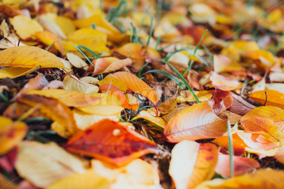 가을,낙엽,풍경,자연,나뭇잎,가을,계절,fall,autumn,season,leaf,잎,plant,식물