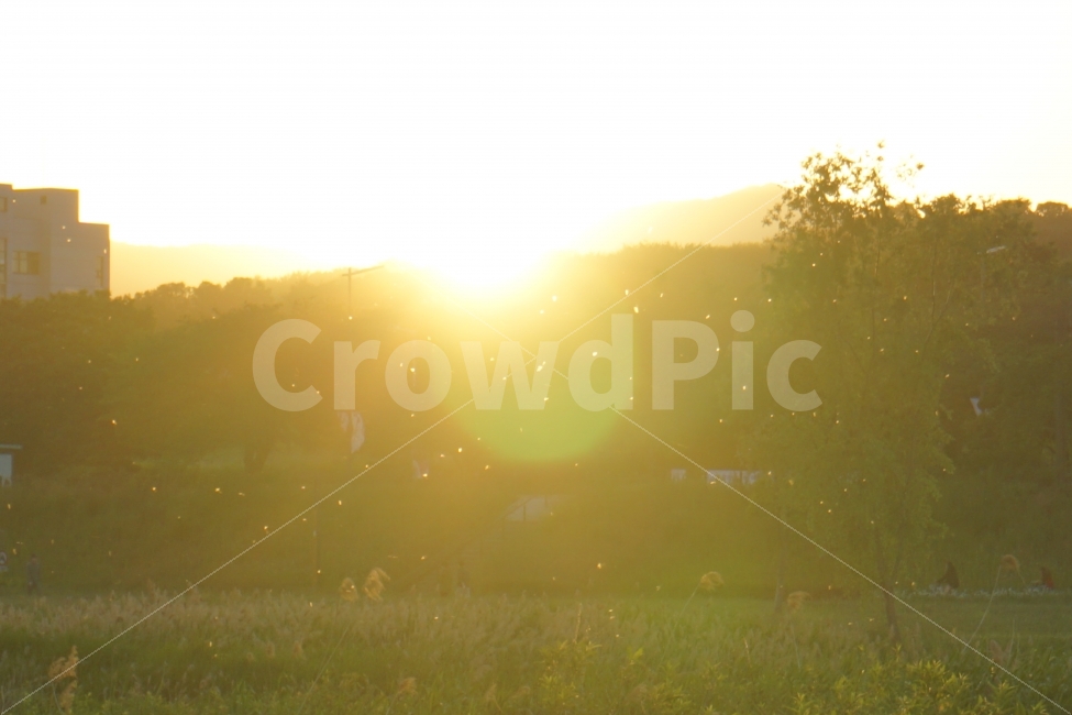 풍경,갈대,햇살,스냅,자연,자연,풍경,nature,landscape,휴식,힐링,rest,relaxation,healing,감성,sensible,feeling,flare,플레어,light,빛,sunlight,햇빛