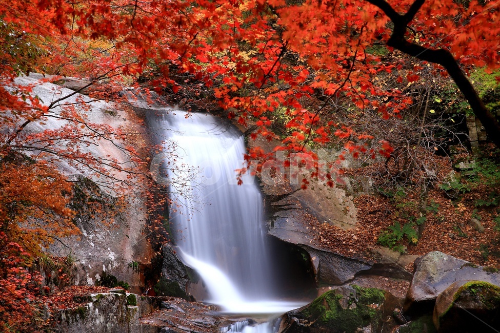 leaf,잎,plant,식물,tree,나무,maple,water,물,nature,자연,outdoors,옥외,waterfall,폭포,강원도,인제,방태산,방태산폭포,방태산가을,추색,가을,단풍,단풍잎,낙엽,만추,물흐름,계곡,가을,계절,fall,autumn,season,자연,풍경,nature,landscape