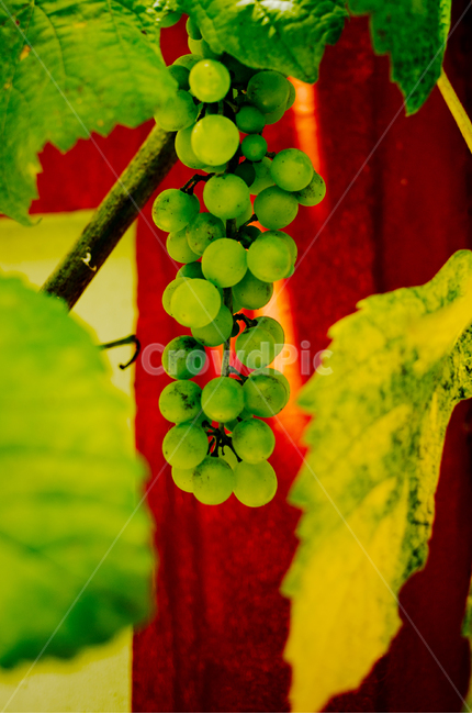 포도,과일,청포도,담장,정물,grapes,fruit,food,음식,plant,식물