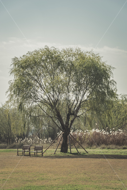 부산,화명생태공원,공원,감성,나무,의자,하늘,풍경,자연,휴식,가을,busan,park,tree,wood,chair,sky,view,landscape,nature,rest,fall,beautiful,식물,자연,plants,nature,나무,trees,wood,휴식,힐링,rest,relaxation,healing
