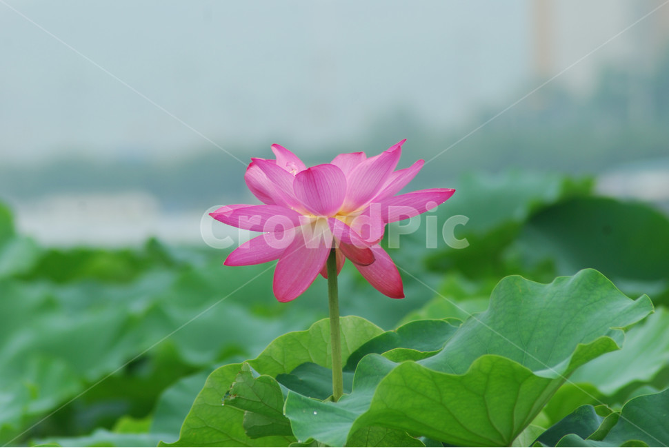 관곡지,시흥연꽃테마파크,연술,연꽃,연잎,식물,자연,plants,nature,꽃,flower