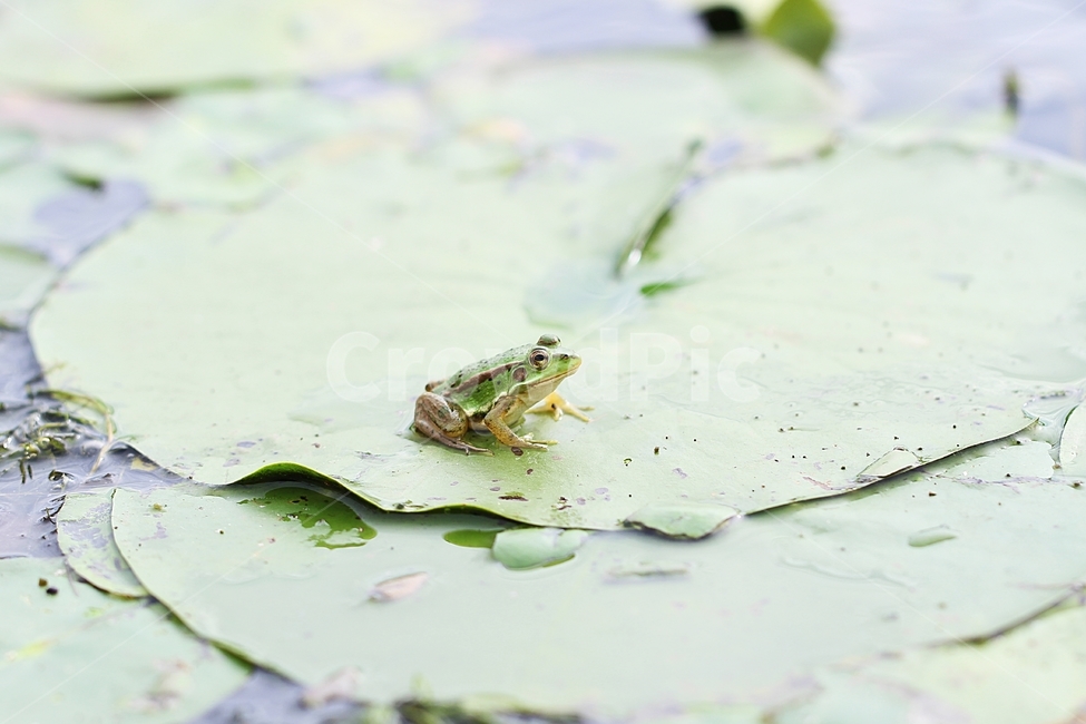 개구리,파충류,얄서류,연못,금개구리,야생생물,frog,동물,seoulpondfrog,goldenfrog,animal,amphibians,reptiles,동물,animal,파충류,양서류,reptile,amphibian