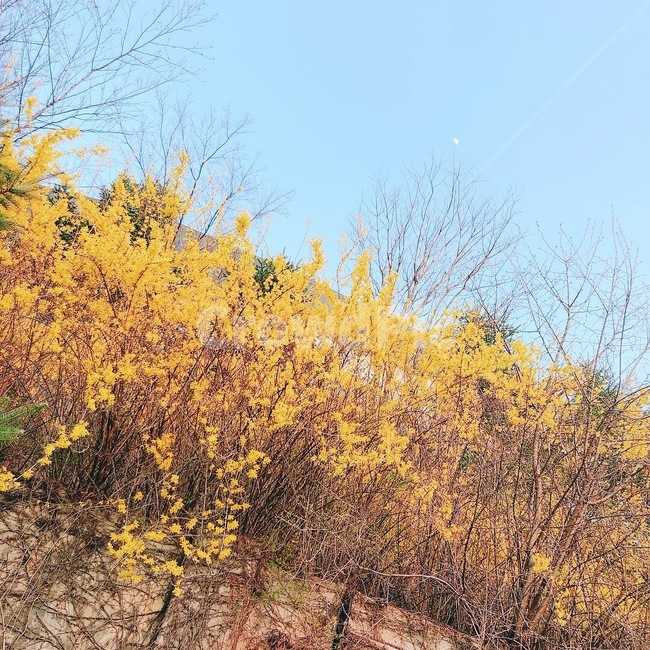 개나리,하늘,낮,노란색,봄,달,정사각
