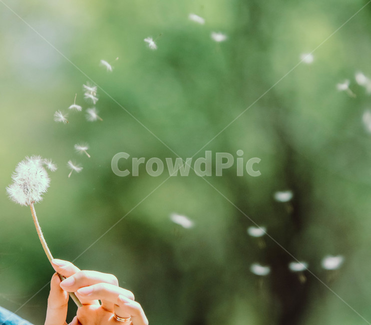 plant,식물,flower,꽃,blossom,민들레,꽃씨,바람,식물,자연,plants,nature,꽃,flower,휴식,힐링,rest,relaxation,healing